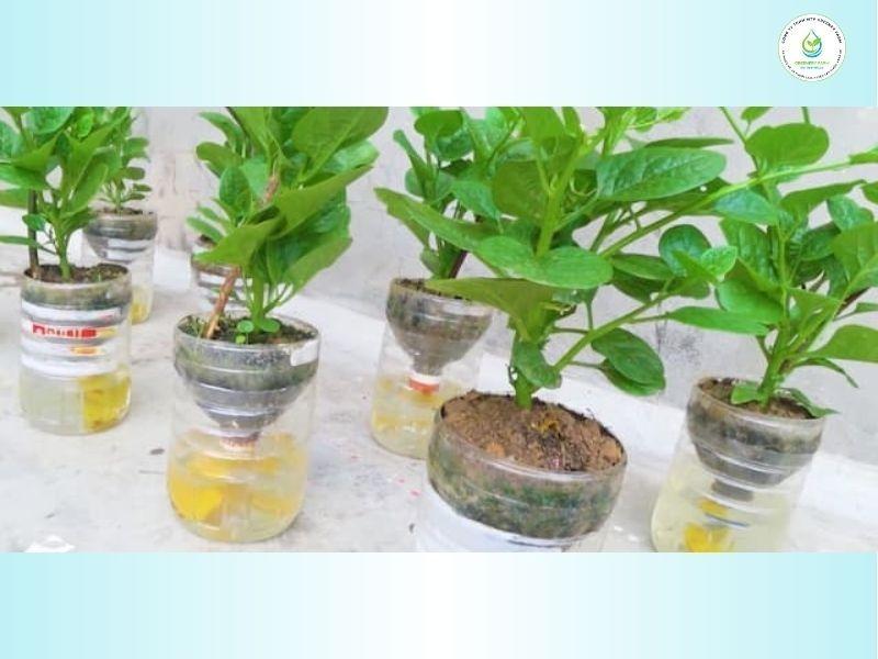 Chuẩn bị vật liệu và chai nhựa để trồng rau thủy canh tại nhà bằng chai nhựa, bao gồm chai nhựa, giá thể, hạt giống và dung dịch dinh dưỡng